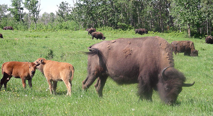 Bisons pasturant (Wikimedia/Chensiyuan)