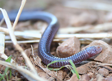 Exemplar actual de l'amfisbena Blanus cinereus (Mario Modesto/Wikipedia)