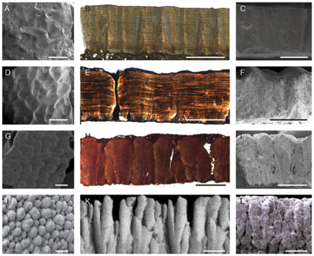 Images of the surface (A,D,G and J), section (B,E,H and K) and the pore system (C,F,I and L) of different types of dinosaur eggs. First line (A,B and C) is Cairanoolithus. (ICP)