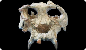 Imatge de la cara de Pierolapithecus catalaunicus, més conegut com a Pau. Salvador Moyà. ICP