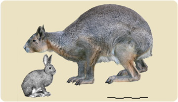 Comparativa del Nuralagus amb un conill actual.