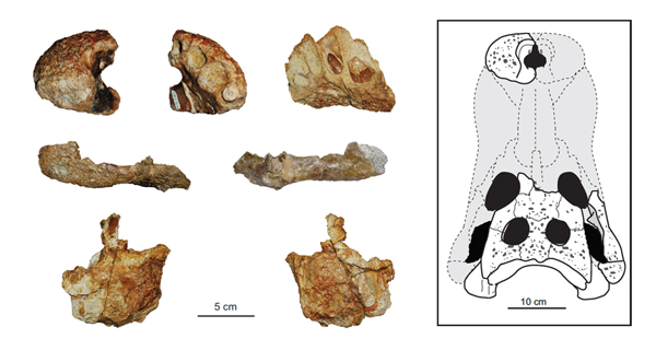 Restes cranials de la nova espècie de cocodril Allodaposuchus hulki (esquerra) i la seva posició en el crani (dreta) (ICP)