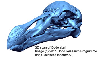 Model 3D de crani de dodo