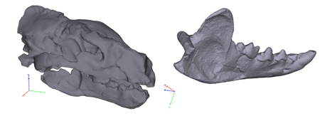 Models virtuals 3d de la mandíbula i el crani de Eomellivora piveteaui.