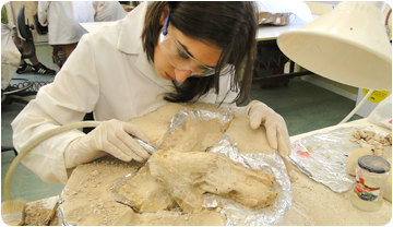 L'estudiant durant la preparació d'un fòssil