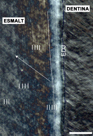Detall de la secció de la dent on s'obsrva la dentina i les marques de creixement en l'esmalt
