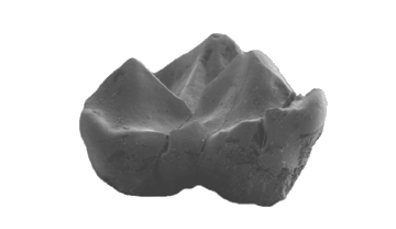 Imatge d'una de les molars de plesiadapiforme trobada al jaciment Masia de l'Hereuet.