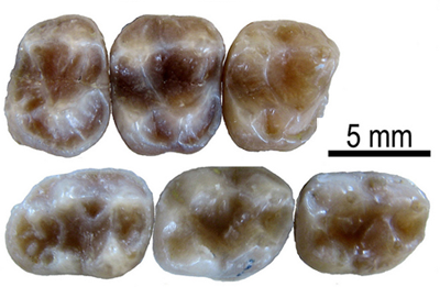 Dents fòssils de Barberapithecus huerzeleri trobades al jaciment (David M. Alba/ICP)