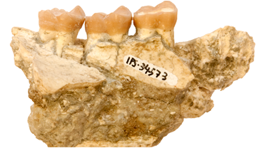 Restes de dentició d'Hispanopithecus trobades a Can Feu.