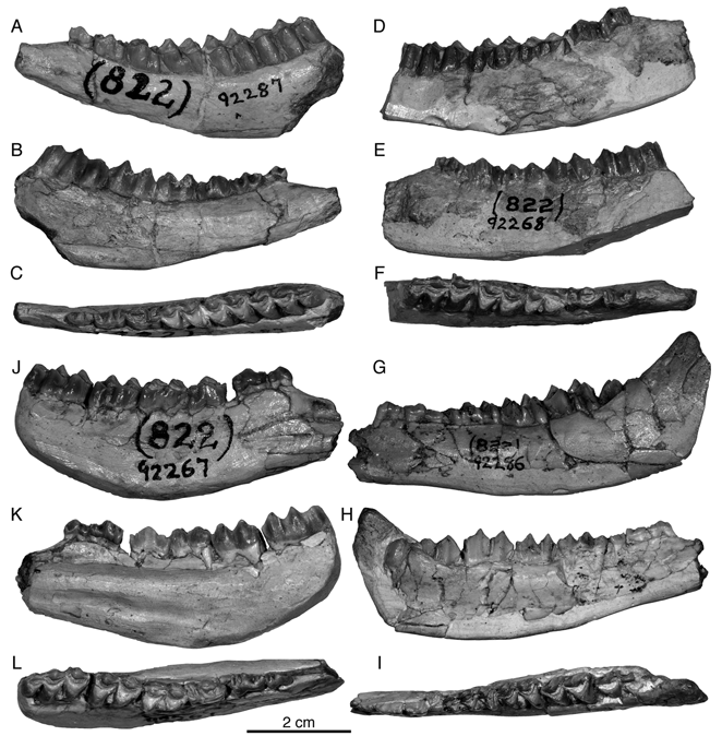 Imatge de les restes fòssils d'Hispanomeryx andrewsi.