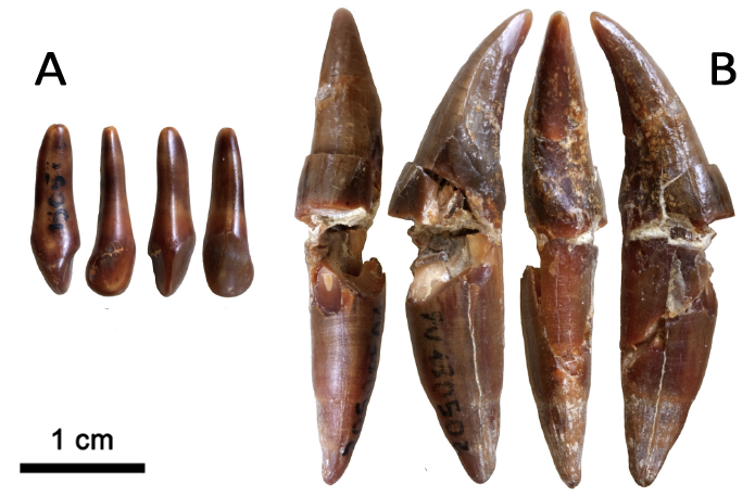 Diferents vistes d'una de les dents de cf. Macaca sp. (A) i de M.pentelicus (B) trobades a Moncucco Torinese