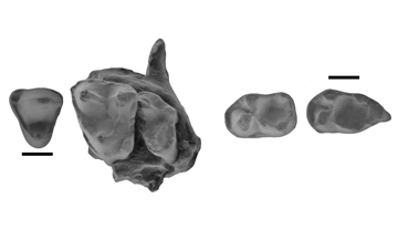 Diverses dents de Nievesia sossisensis. D'esquerra a dreta: premolar superior, fragment de maxil·lar amb molars superiors (M2 i M3), molar inferior (M1-2) i molar inferior (M3). Les escales són d'1 mm.