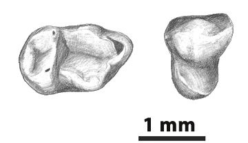 Dibuix de dues de les dents de Pseudoloris cuestai trobades a Mazaterón. Marta Palmero. ICP