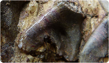 Detall d'una de les vèrtebres del fòssil. ICP