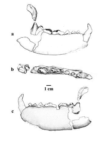 Dibuix de la mandíbula de Kretzoiarctos trobada a l’Abocador de Can Mata. 