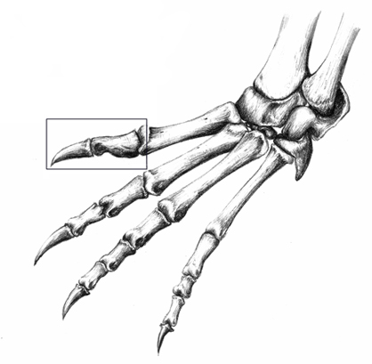 Reconstrucció de l'extremitat del cocodril. La zona emmarcada correspon a la falange objecte de l'article. (A. Amblàs)