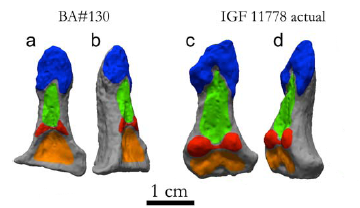 Diferents vistes de dues falanges distals d'Oreopithecus bambolii