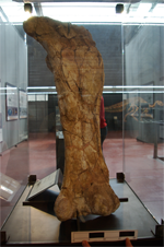 Fèmur d'Ampelosaurus ataci, un de los sauròpodes estudiats. 