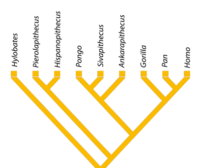 Filogènia dels homínids, a partir de l'estudi que s'acaba de publicar. Miriam Pérez de los Ríos. ICP