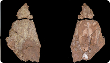 Crani del laberintodont del Montseny, vista dorsal i ventral.