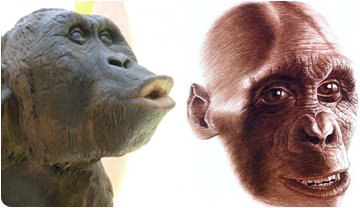 Reconstrucció d'en Jordi, Hispanopithecus laietanus, a partir de les restes fòssils trobades a Can Llobateres, i de Dryopithecus brancoi a partir de les restes de Rudabánya.