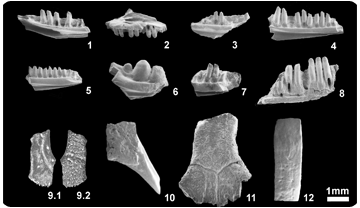 Lacèrtids, cordiliformes i scincids del jaciment Eocè de Sossís. 1-6: fragments de dentició de diferents lacèrtids; 7: fragment de dentició de possible cordiliforme; 8: fragment de dentició de possible escíncid; 9-11: fragments cranials de lacèrtids; 12: osteoderm de cordiliforme