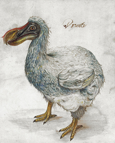 Reproducció del s. XVII d’un dodo (Wikimedia commons)