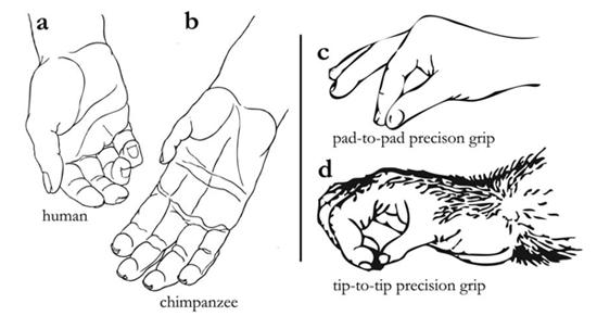 Diferència de mida relativa del polze humà (a) i de ximpanzé (b) i diferències alhora de realitzar una pinça de presició en amdues espècies