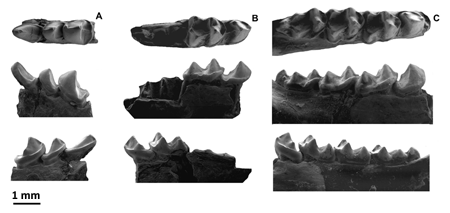 Tres dels fragments mandibulars estudiats (A, B, C) en diferents vistes