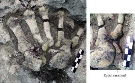 Restos fósiles de una pata delantera de la especie Indarctos arctoides en el yacimiento del Cerro de los Batallones 3 /Marta Pina