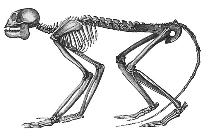 Reconstrucció de l'esquelet de Mesopithecus