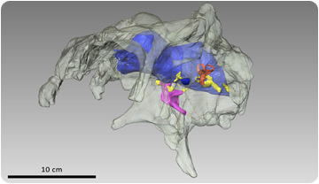 Neurocrani d'Arenyosaurus ardevoli en 3D