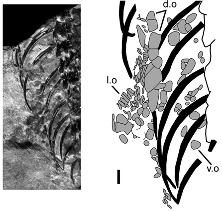 Fotografia i dibuix de detall dels osteoderms presents al segon exemplar de Scandensia ciervensis. d.o.: osteoderms dorsals; v.o.: osteoderms ventrals; l.o.: osteoderms laterals.