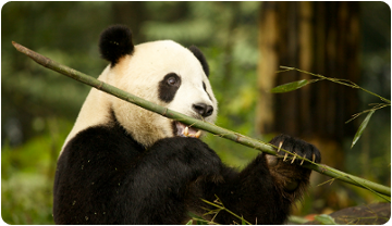 Imatge d’un panda gegant actual. 