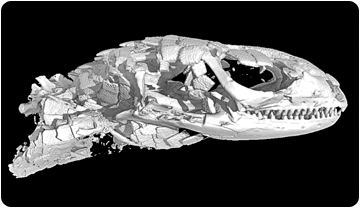 Scan d’un exemplar de Peltosaurus de la col•lecció de l’AMNH. A. Bolet