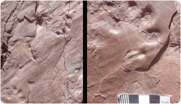 Icnites fòssils localizades durant les prospeccions.