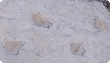 Petjades fòssils de titanosaure a Fumanya