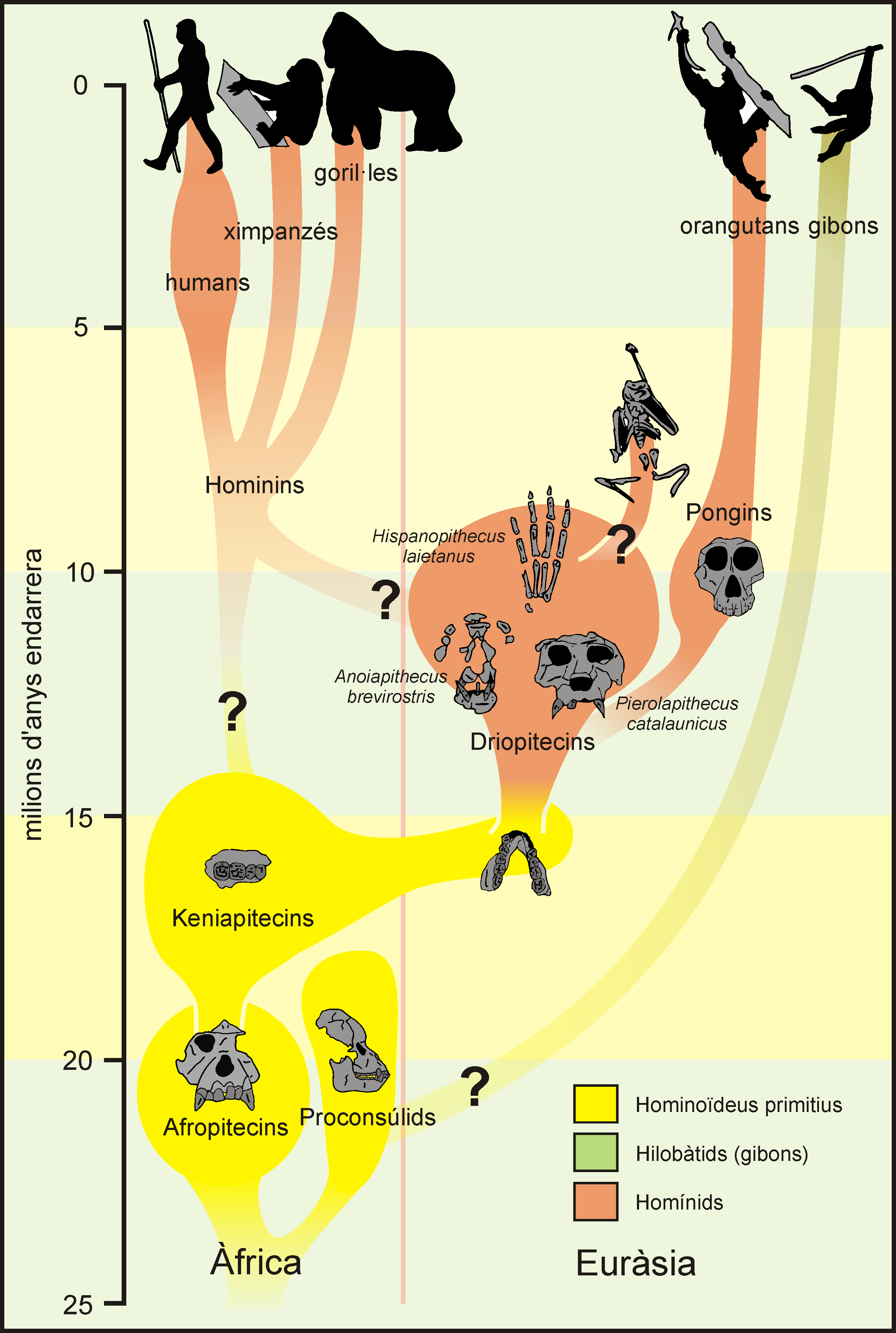 Filogènia dels Hominoïdeus. Autor: Isaac Casanovas. ICP