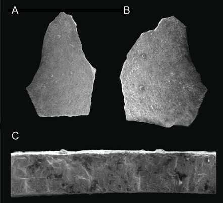 Closques externes (A i B) de la oospècie Prismatoolithus trempii i vista transversal (C) al microscopi electrònic