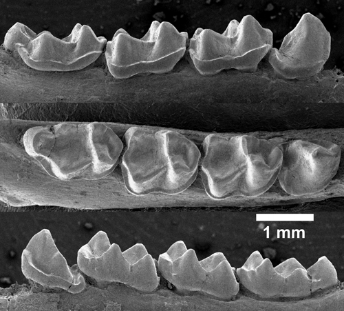 Holotipus de Pseudoloris pyrenaicus