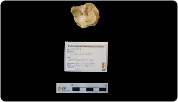 Exemple d'etiquetatge d'un fòssil de la col·lecció