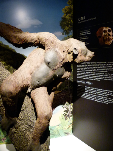 Reconstrucció d'en Jordi (H.laietanus) al Museu de l'ICP