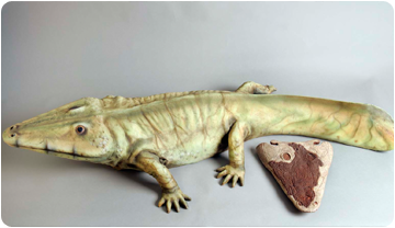 Rèplica del crani i reconstrucció del laberintodont del Montseny feta el 1995.