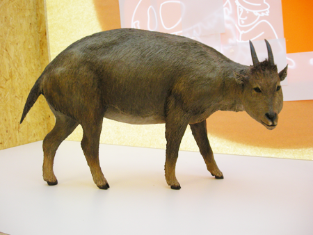 Reconstrucció de la cabra Myotragus