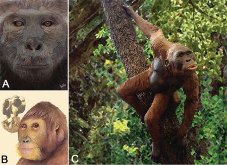 A. Reconstrucció de la cara d'en Pierolapithecus, per Meike Köhler. B. Reconstrucció d'Anoiapithecus, per Marta Palmero. C. Reconstrucció de Hispanopithecus, per Ramon López. Quagga.