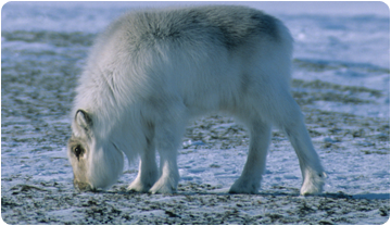 Ren Svalbard