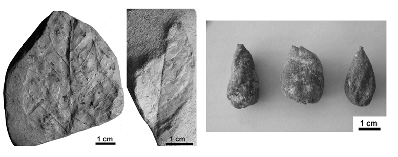 Algunes de les restes fòssils trobades recentment a Can Llobateres (a l'esquerra) i de les figues fòssils trobades en excavacions del segle passat.