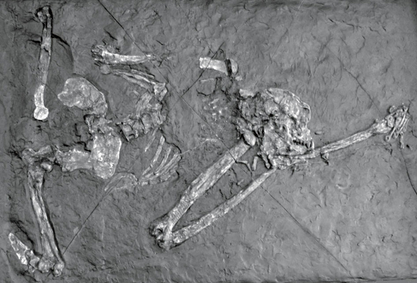 Esquelet IGF 11778 de Oreopithecus bambolii conegut com a “Sandrone” del que s’ha estudiat el polze en aquest article