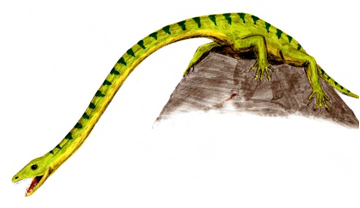 Dibuix d'un Tanystropheus