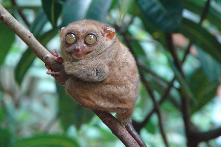 Tarser actual (http://commons.wikimedia.org/wiki/File:Tarsius_syrichta.jpg / Plerzelwupp)